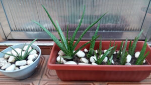 Babosas - Aloe vera var. chinensis (com pontos brancos). Foto: ViniRoger (set/2021)