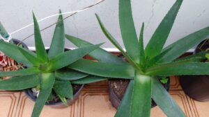 Babosas de variante com folhas grandes. Foto: ViniRoger