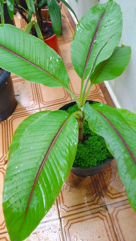 Bananeira ornamental. Foto: ViniRoger