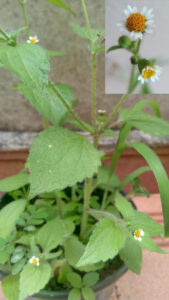 Botão-de-ouro com algumas quebra-pedras embaixo e flor em destaque. Fotos: ViniRoger