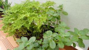 Brilhantina (atrás) e boldo (frente). Foto: ViniRoger