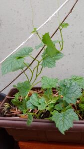 Pé de bucha. Foto: ViniRoger