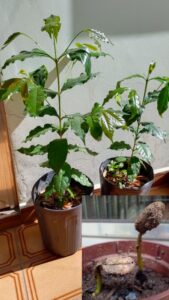 Pés de café recém brotados (agosto/2022) e em crescimento (agosto/2023). Foto: ViniRoger