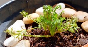 Muda de camomila. Foto: ViniRoger