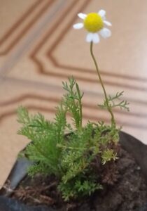 Camomila. Foto: ViniRoger