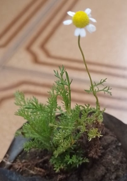 Camomila. Foto: ViniRoger