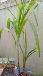 Colmos de cana-de-açúcar plantados (abril/2022) e uma dessas mudas já desenvolvidas (abril/2023). Fotos: ViniRoger