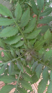 Capiçoba vista de cima. Foto: ViniRoger