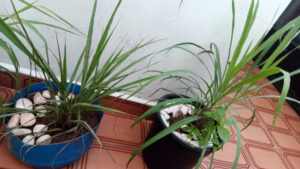 Dois vasos com capim santo - e algumas plantas invasoras. Foto: ViniRoger (set/2021)