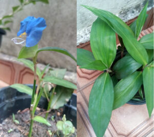 Exemplares de capoeraba: com flor e mais desenvolvida. Fotos: ViniRoger