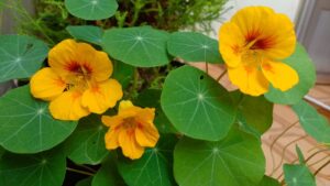 Capuchinha-anã. Foto: ViniRoger