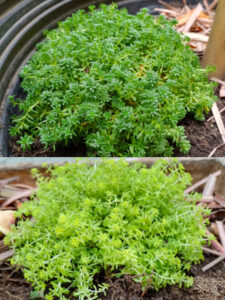 Carpete. Foto: ViniRoger