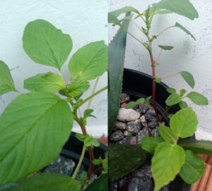 Caruru em vaso de babosa, com cigarrinha em folha. Fotos: ViniRoger