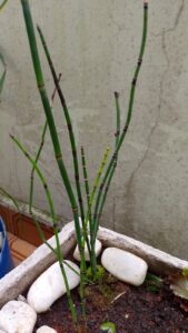 Mudas de cavalinha. Foto: ViniRoger