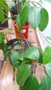 Cheflera. Foto: ViniRoger