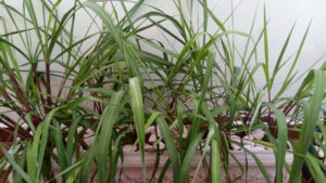 Citronela. Foto: ViniRoger (set/2021)