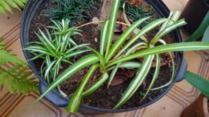 Clorofito. Foto: ViniRoger