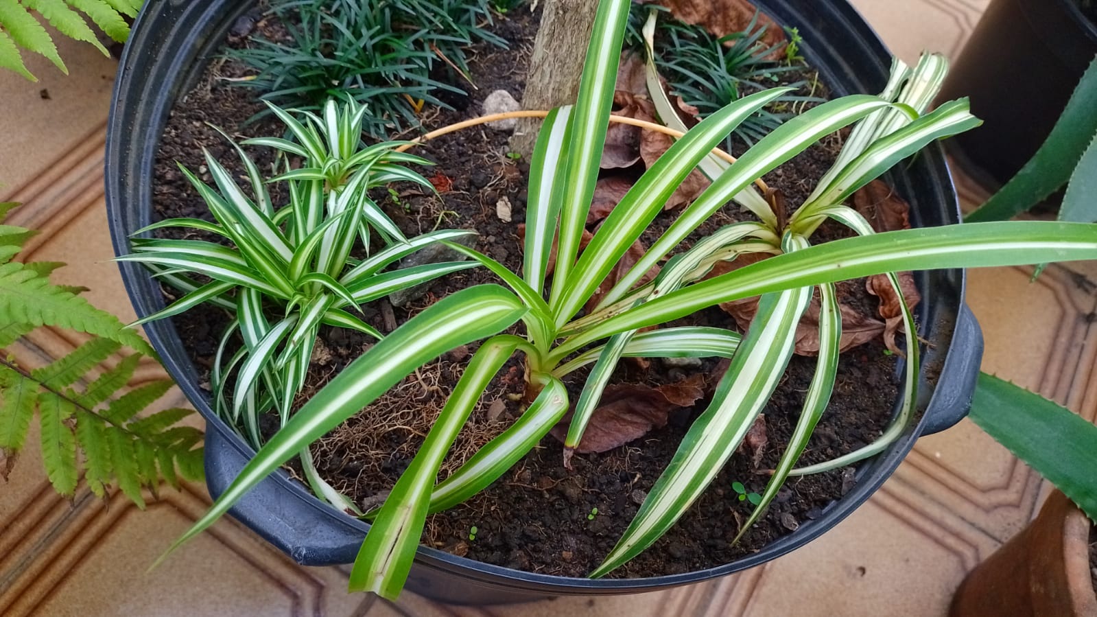 Clorofito. Foto: ViniRoger