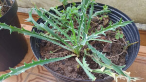 Coentro selvagem. Foto: ViniRoger