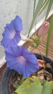 Corda-de-violão com duas flores recém abertas, uma fechada e um botão que abriria no dia seguinte. Foto: ViniRoger