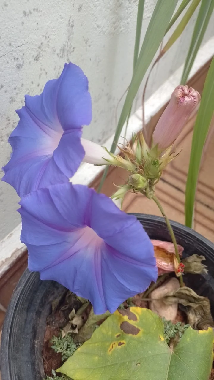 Corda-de-violão com duas flores recém abertas, uma fechada e um botão que abriria no dia seguinte. Foto: ViniRoger