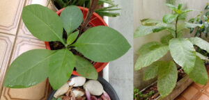 Couvetinga em março (esq.) e novembro de 2023. Fotos: ViniRoger