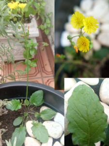 Crepe-do-japão, com flores e folha em destaque. Foto: ViniRoger