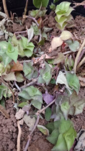 Dinheiro em penca. Foto: ViniRoger