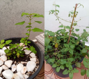 Erva-cidreira: muda recém-plantada (abr/2021) e desenvolvida (set/2021). Foto: ViniRoger