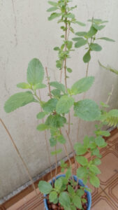 Erva-cidreira brasileira. Foto: ViniRoger (mai/2022)