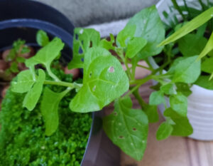 Espinafre-da-nova-zelândia. Foto: ViniRoger