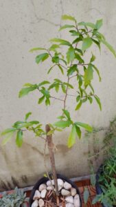 Espinheira-santa. Foto: ViniRoger