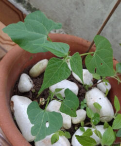 Feijão com algumas semanas de desenvolvimento. Foto: ViniRoger