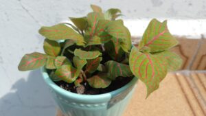 Fitônia. Foto: ViniRoger