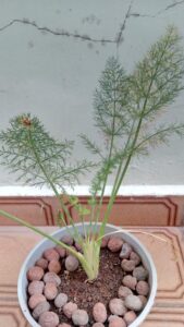 Funcho de variedade com bulbo "funcho de Florença" com joaninha. Foto: ViniRoger (ago/2021)