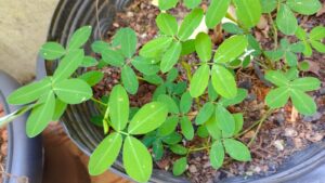 Grama amendoim. Foto: ViniRoger