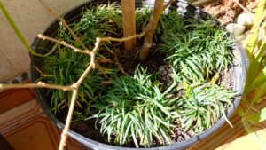 Grama preta em vaso com amoreira. Foto: ViniRoger