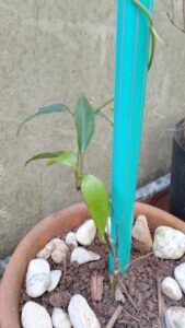 Guaco. Foto: ViniRoger