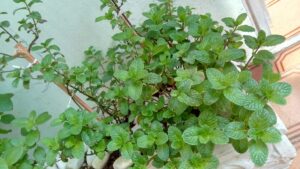 Dois pés de hortelã desenvolvidos. Foto: ViniRoger