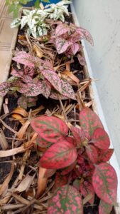 Hypoestes plantadas em jardineira branca nova. Foto: ViniRoger