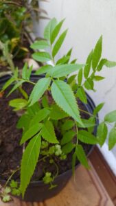 Ipê-amarelo-de-jardim. Foto: ViniRoger