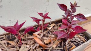 Ireines plantadas em jardineira branca nova. Foto: ViniRoger