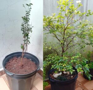 Jaboticabeira recém plantada (fev/2022) e mais crescida (ago/2025). Fotos: ViniRoger