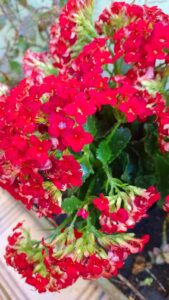 Kalanchoe. Foto: ViniRoger