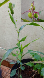 Capim-de-contas (grãos em destaque). Foto: ViniRoger