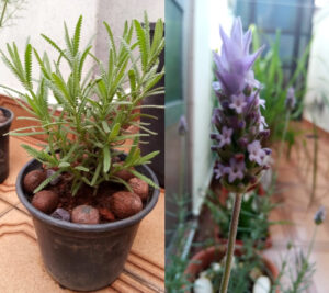 Lavanda: muda (abr/2021) e flor em destaque (set/2021). Foto: ViniRoger