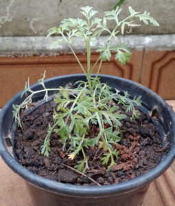 Muda de losna. Foto: ViniRoger