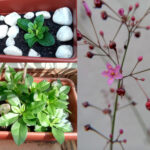 Visão geral da major-gomes em dois momentos e zoom nas flores e sementes. Foto: ViniRoger