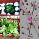 Visão geral da major-gomes em dois momentos e zoom nas flores e sementes. Foto: ViniRoger