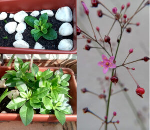 Visão geral da major-gomes em dois momentos e zoom nas flores e sementes. Foto: ViniRoger